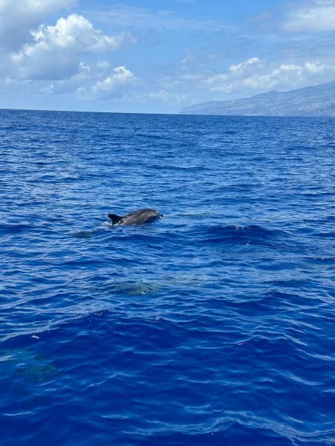 Funchal: RIB Whale Watching Cruise and Optional Dolphin Swim - Whale and dolphin sightings: what to look for and how close you can get