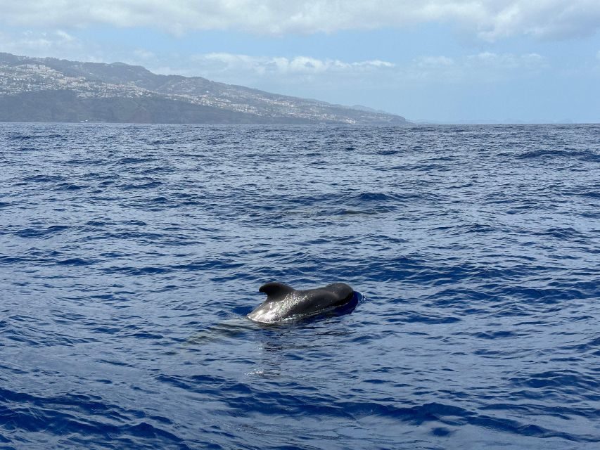 Funchal: RIB Whale Watching Cruise and Optional Dolphin Swim - Price and value: what $61 buys (and when the 20€ swim is worth it)