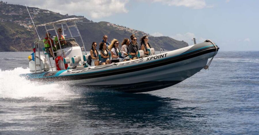 Funchal: RIB Whale Watching Cruise and Optional Dolphin Swim - The 2.5 hours on the water: what it feels like and why timing matters