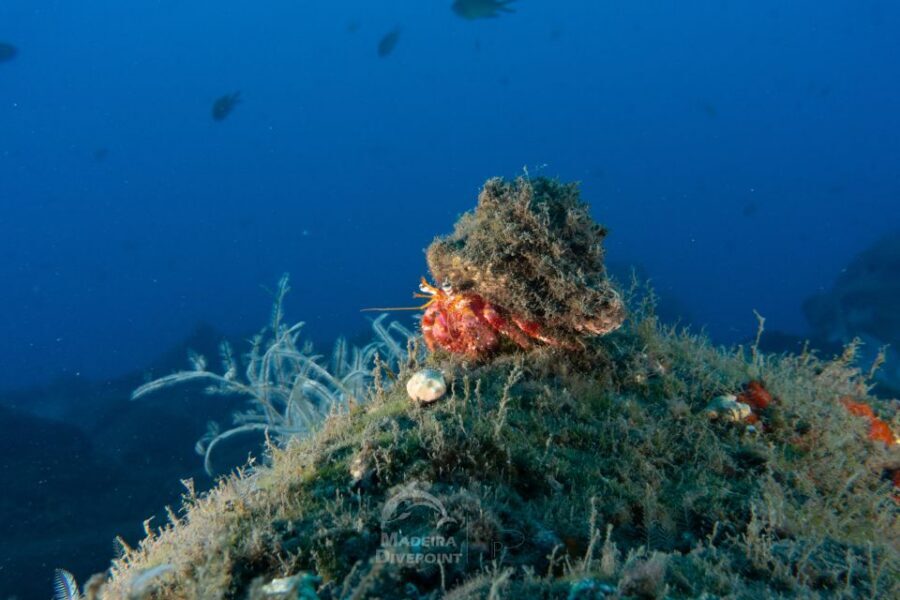 Funchal: Scuba Diving Experience for Beginners - After Your Sea Session: The No-Flying Rule