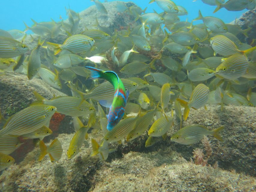 Funchal: Scuba Diving Experience for Beginners - Who Should Book This Beginner Scuba Session in Funchal