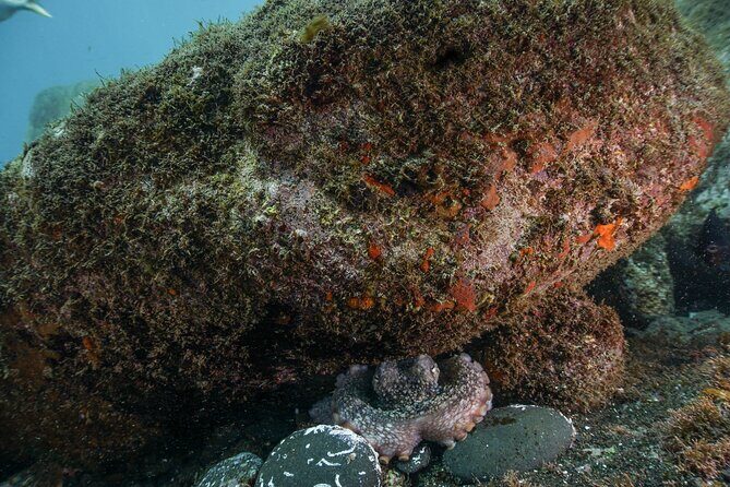 Funchal: Scuba Diving Experience for Beginners - Pool Practice: The Real Confidence Builder Before the Reef