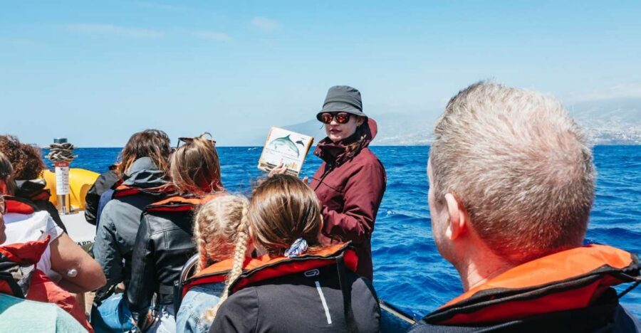 Funchal: Whale and Dolphin Watching Speed Boat Tour - Key points I’d plan around