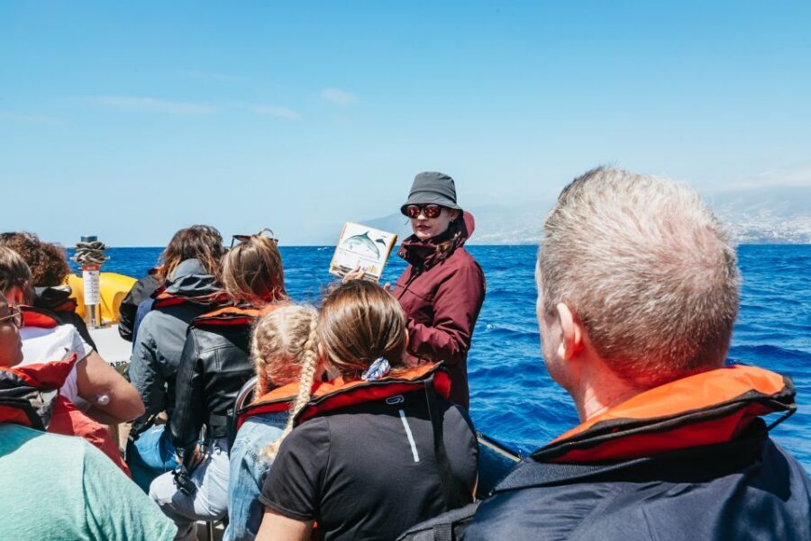 Funchal: Whale and Dolphin Watching Speed Boat Tour - Why a small speedboat works for Madeira wildlife