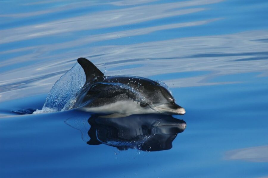 Funchal: Whale and Dolphin Watching Speed Boat Tour - On the water: 2.5 hours of searching along Madeira’s coast