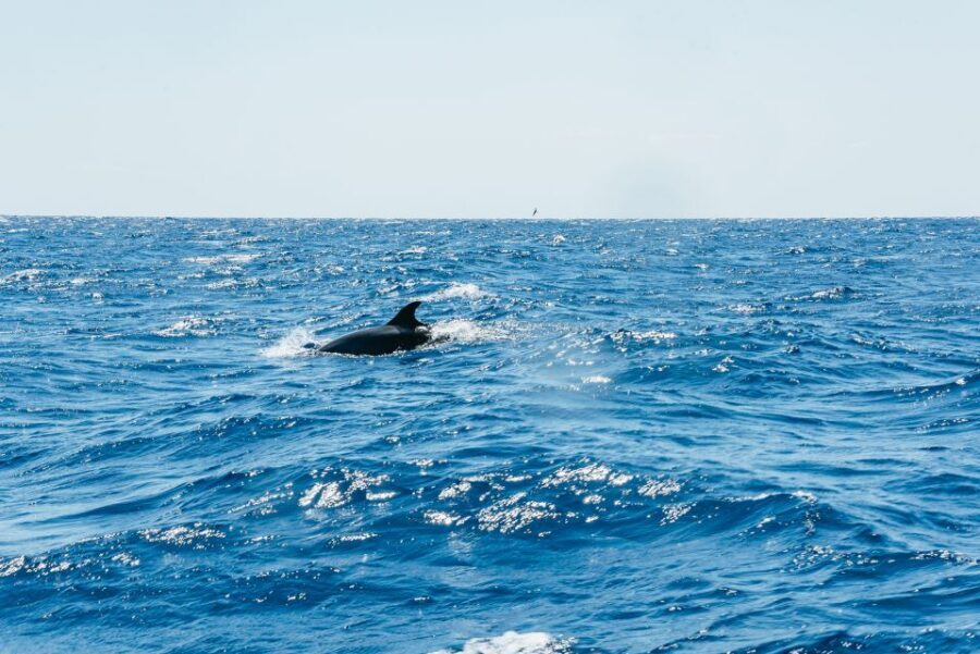 Funchal: Whale and Dolphin Watching Speed Boat Tour - The ride factor: speed, splash, and how to stay comfortable