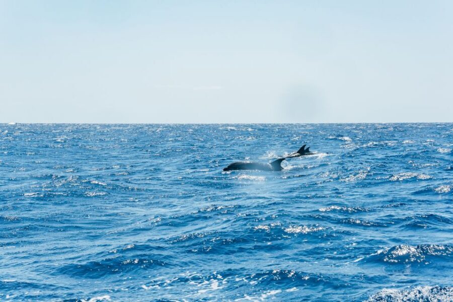 Funchal: Whale and Dolphin Watching Speed Boat Tour - The value math: $56 for a guided cetacean search