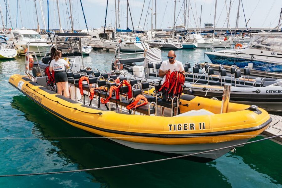 Funchal: Whale and Dolphin Watching Speed Boat Tour - Meeting Ventura Nature Emotions at Funchal Marina (Pier 8)