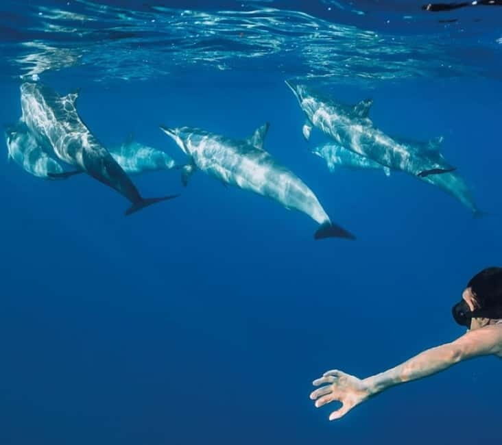 Funchal: Whale Watching and Swimming with Dolphins Cruise - Getting There: Store 35 at Rota dos Cetáceos