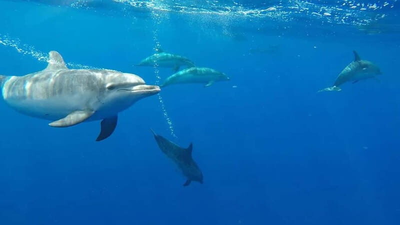 Funchal: Whale Watching and Swimming with Dolphins Cruise - The 2.5-Hour Whale Watching Cruise: How the Day Gets Paid Off