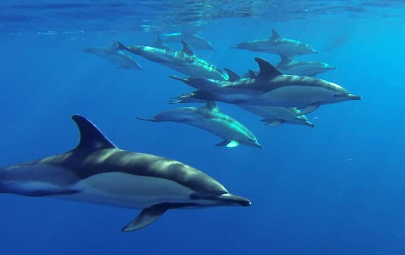 Funchal: Whale Watching and Swimming with Dolphins Cruise - Small-Group Dynamics: 18 Seats Helps, 36 Seats Might Feel Different