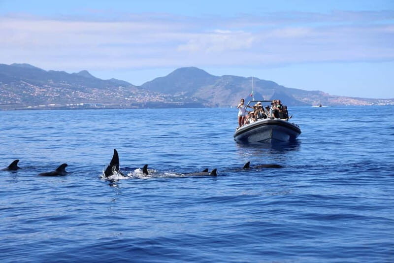 Funchal: Whale Watching and Swimming with Dolphins Cruise - The Approach Game: What You Should Watch For