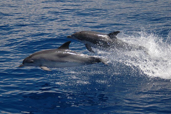 Half-day Catamaran Trip from Funchal - A 3-Hour Catamaran Break from Funchal’s Streets