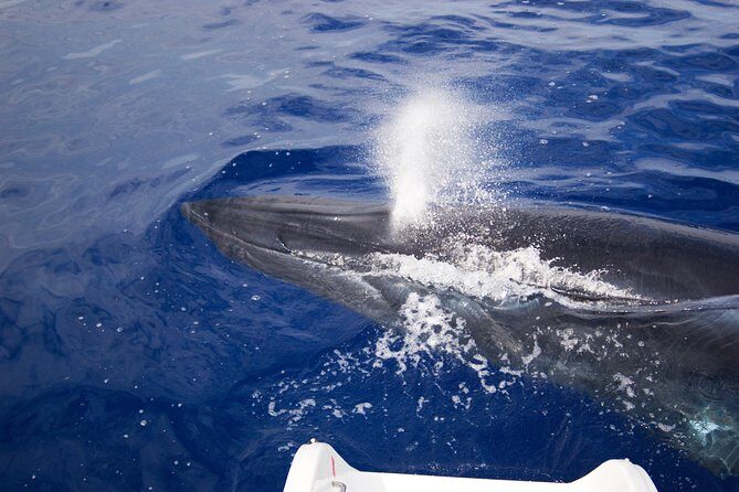 Half-day Catamaran Trip from Funchal - Snorkel Gear Included, Then the Cabo Girão Swim Stop (Season Matters)