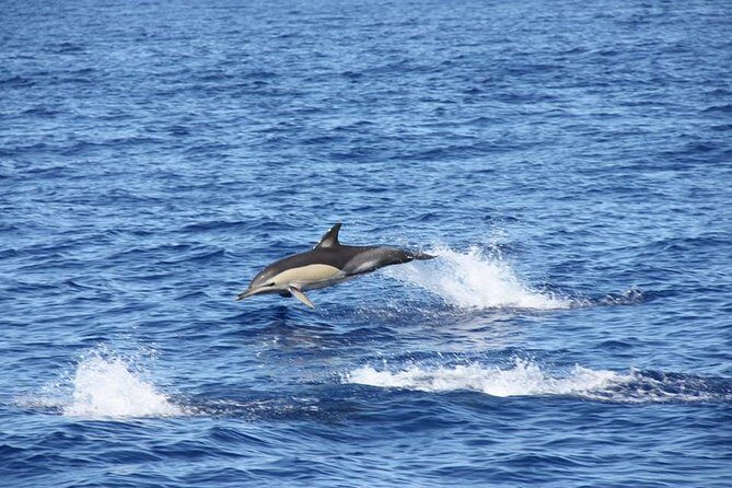 Half-day Catamaran Trip from Funchal - What the Boat Feels Like: Comfort, Space, and Onboard Extras