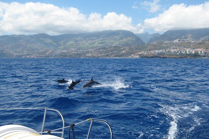 Half-day Catamaran Trip from Funchal - Weather Reality Check: When This Trip Changes