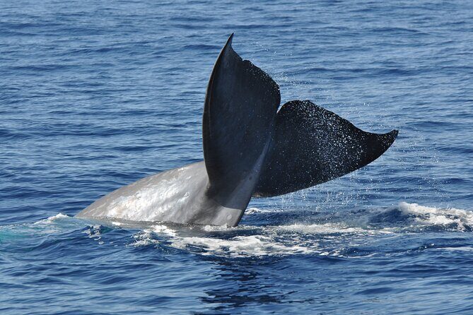 Half-day Catamaran Trip from Funchal - Where You Board: Seaborn Catamaran at Marina do Funchal