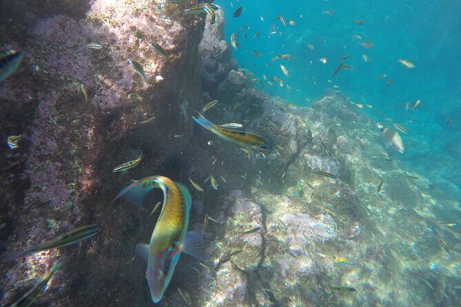 Kayak and Snorkeling Tour in Underwater Nature Reserve Garajau - Who should book (and who should rethink it)