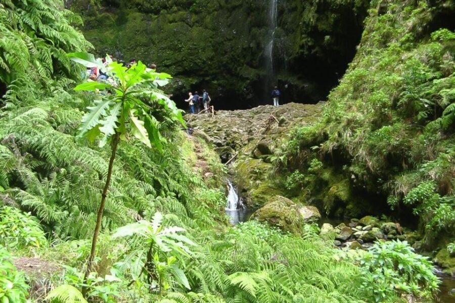 Levada Walk and Caldeirao Verde Waterfalls: Madeira - Key Highlights You’ll Feel Day-of
