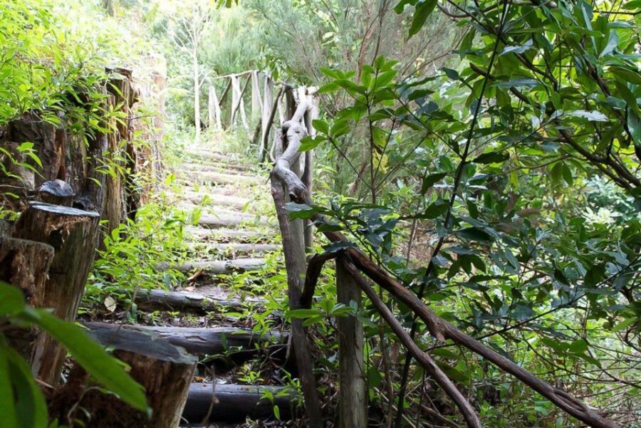 Levada Walk and Caldeirao Verde Waterfalls: Madeira - Price and Value: Is $46 Worth It?