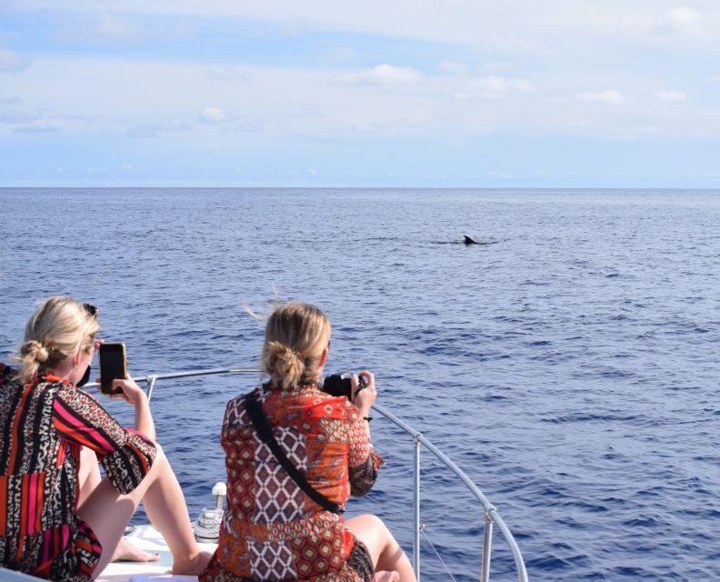 Madeira: 2.5-Hour Whale and Dolphin-Watching Cruise - Key things that make this cruise worth your time