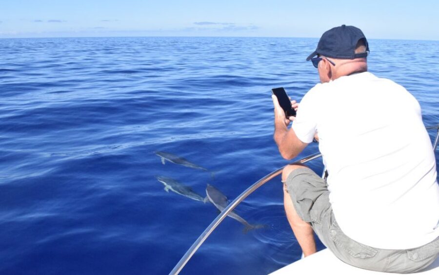 Madeira: 2.5-Hour Whale and Dolphin-Watching Cruise - Timing matters: morning vs sunset departures (and the whale-watching difference)