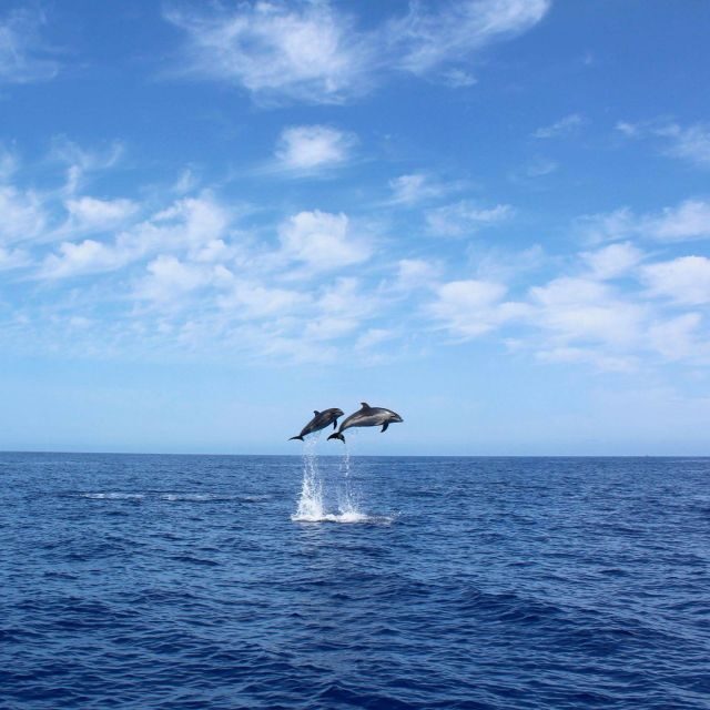 Madeira: 2.5-Hour Whale and Dolphin-Watching Cruise - Why Calheta’s whale-and-dolphin cruise feels different from most tours