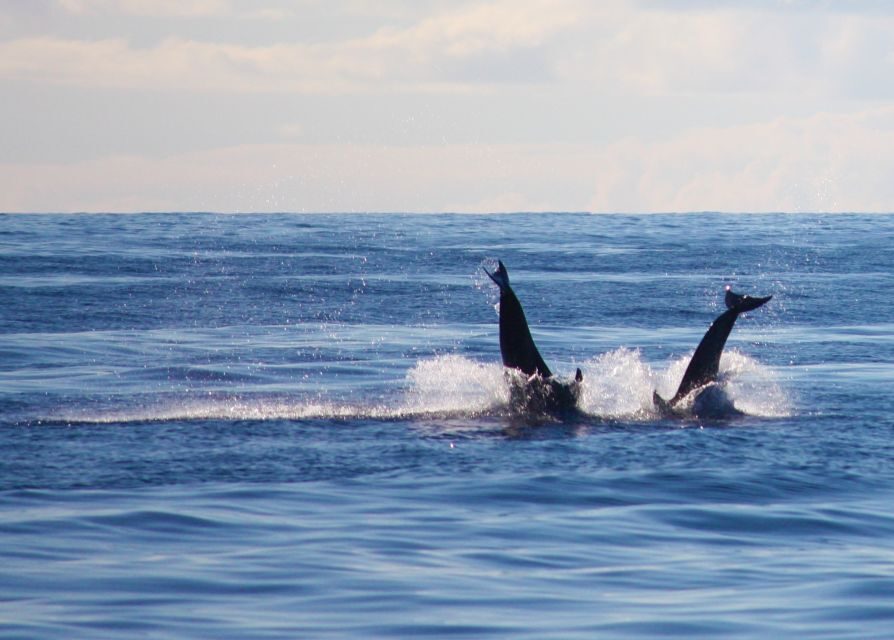 Madeira: 2.5-Hour Whale and Dolphin-Watching Cruise - How whale and dolphin spotting actually works (and why the spotter helps)