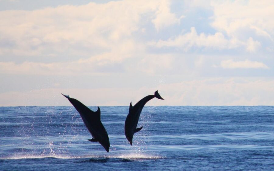 Madeira: 2.5-Hour Whale and Dolphin-Watching Cruise - The cruise scenery: southwest Madeira views you can actually enjoy