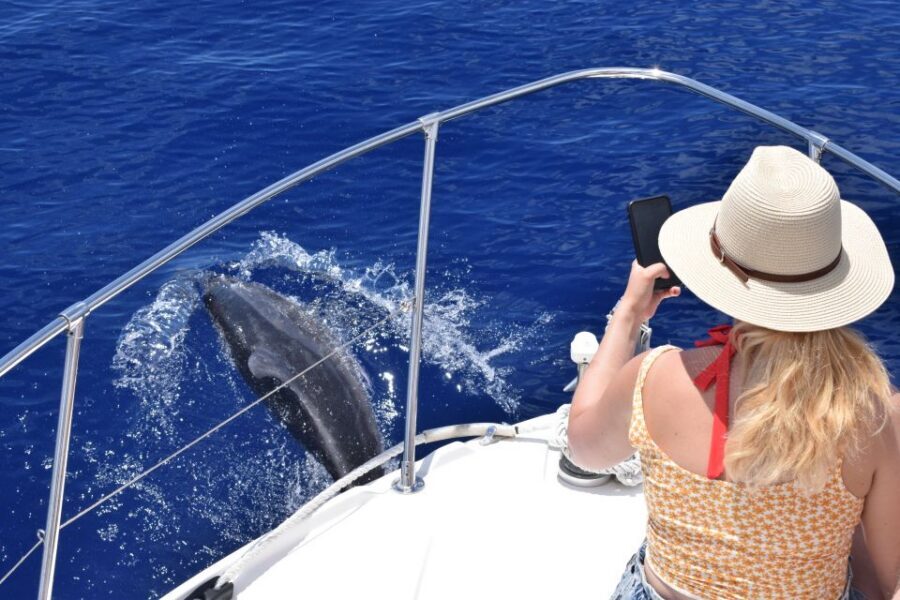 Madeira: 2.5-Hour Whale and Dolphin-Watching Cruise - Drinks included: a small cost saver that changes the mood