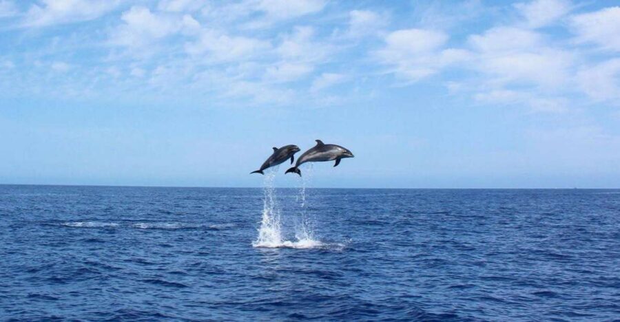 Madeira: 2.5-Hour Whale and Dolphin-Watching Cruise - The yacht setup: shade, a real restroom, and somewhere to wait comfortably