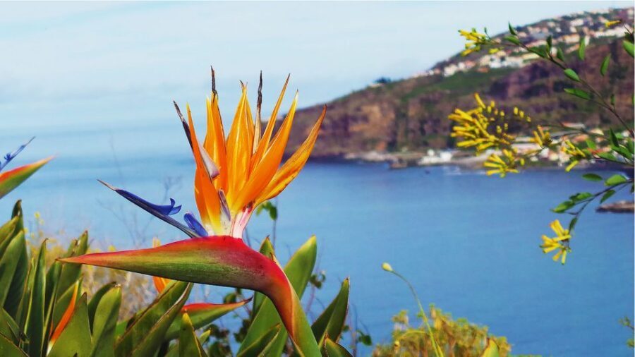 Madeira: Cabo Girao, Jeep Tour Adventure and Wine Tasting - Who should book this Madeira jeep tour, and who should skip it