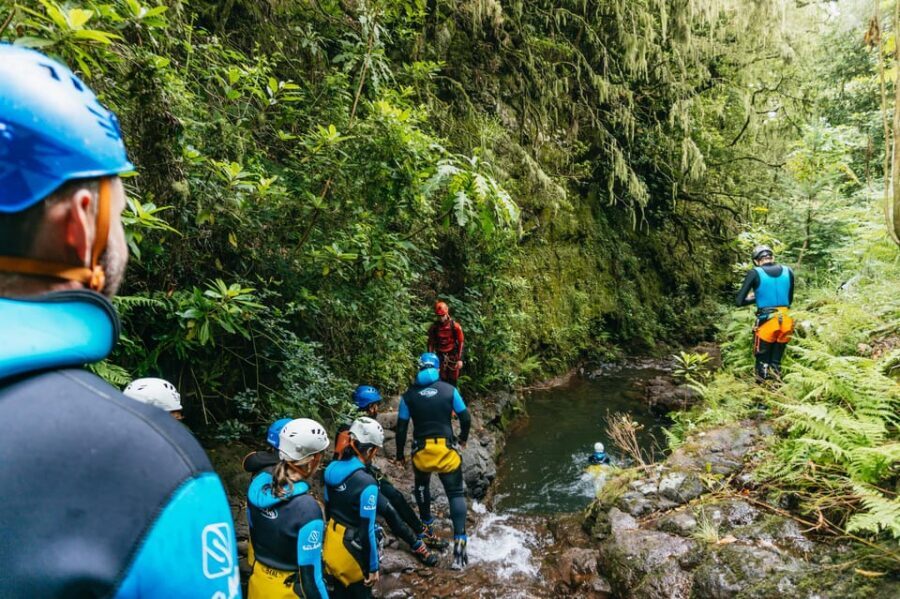 Madeira Canyoning Beginners – Easy & Fun Waterfall Adventure - The scenery payoff: mossy treebeards, endemic plants, and UNESCO surroundings