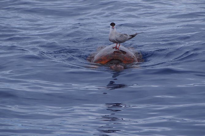 Madeira Dolphin and Whale Watching on a Ecological Catamaran - Comfort, crowds, and the reality of getting wet