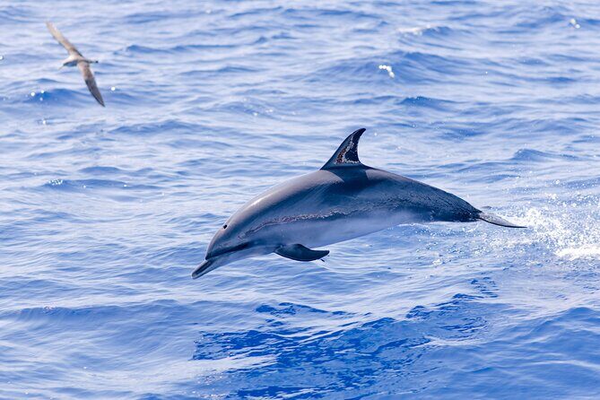 Madeira Dolphin & Whale Watching Tour - The RIB ride reality check: comfort, wind, and seasickness tips