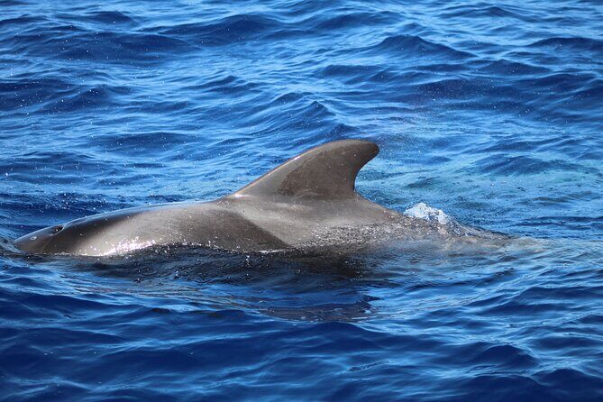Madeira Dolphin & Whale Watching Tour - Wildlife chances: dolphins, pilot whales, and the big surprises