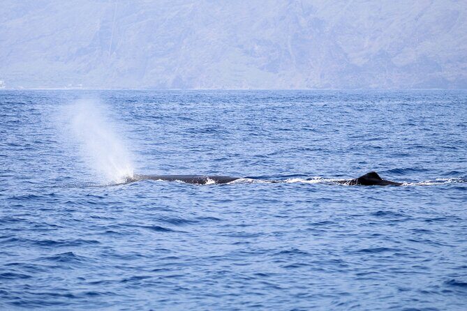 Madeira Dolphin & Whale Watching Tour - The timing: 2.5 hours, variable weather, and why that can still be worth it