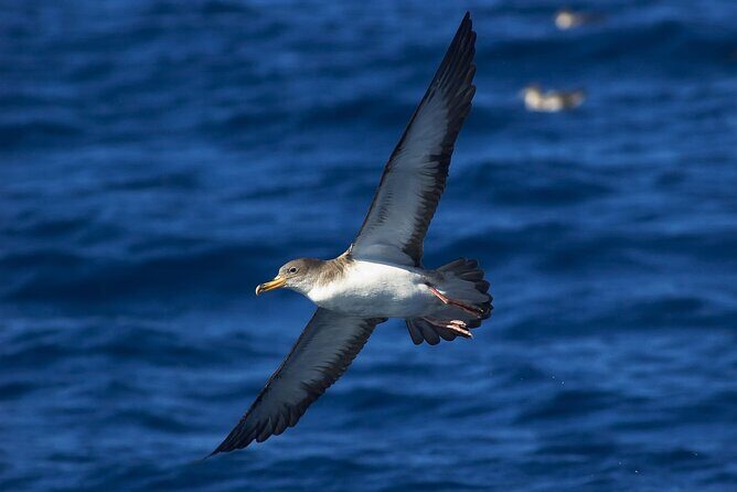 Madeira Dolphin & Whale Watching Tour - Small-group energy and crew approach: what you’ll likely feel on board