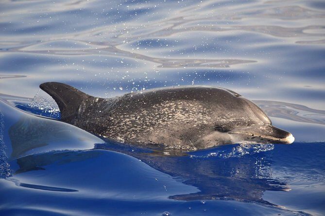 Madeira Dolphin & Whale Watching Tour - Who should book the Madeira Dolphin & Whale Watching Tour?
