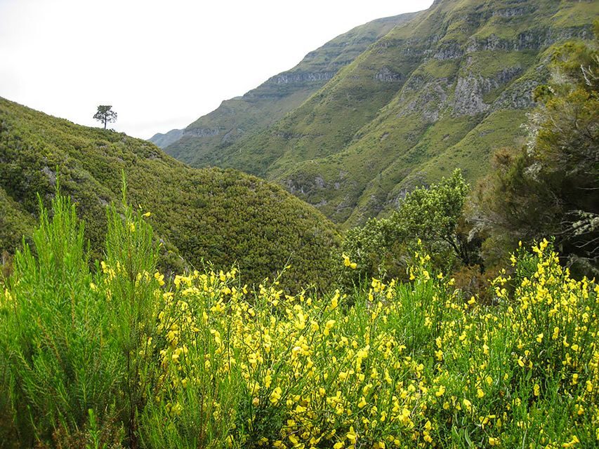 Madeira: Enjoy a Guided Levada Walk in the Rabaçal Valley - Madeira’s levadas feel like a living system, not just a trail