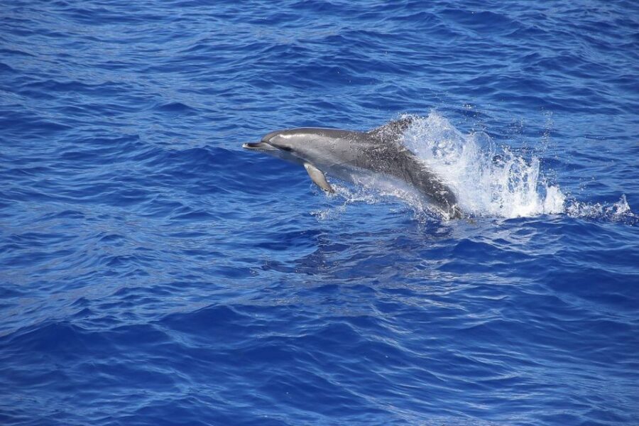 Madeira: Funchal Sunset Tour by Catamaran - Who this tour fits best (and who might want a different plan)