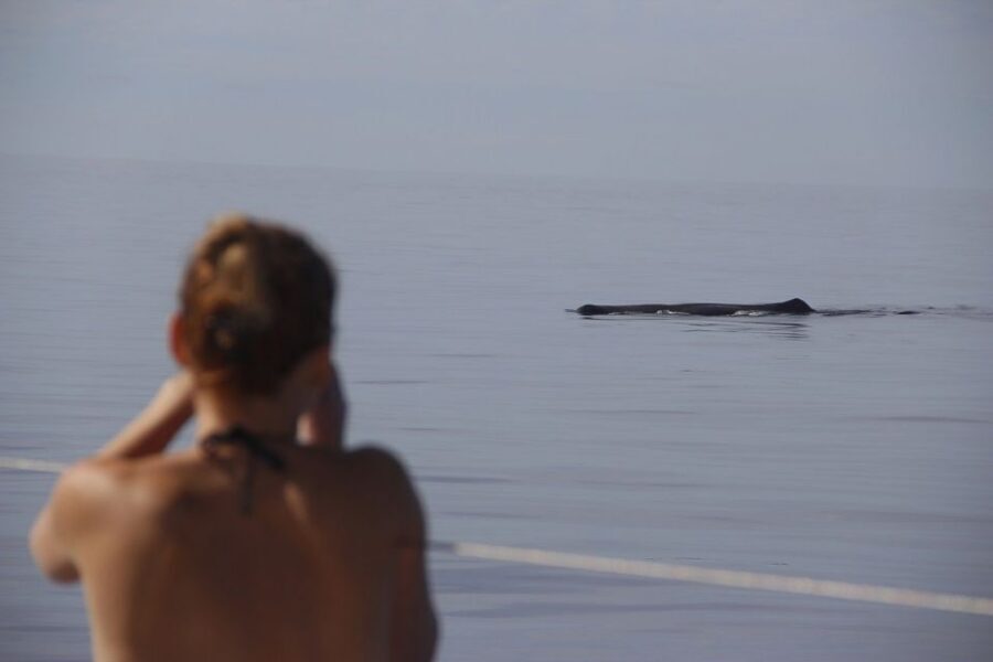 Madeira: Funchal Sunset Tour by Catamaran - Cabo Girão: the swim stop that makes this tour feel like an experience