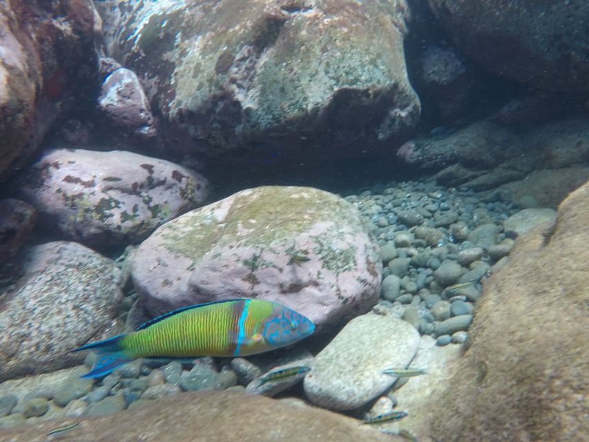 Madeira: Garajau Nature Reserve Kayak and Snorkel Tour - Gear Checklist for Madeira Water Time