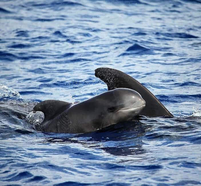 Madeira: Guaranteed Whales or Dolphins Watching Tour - Key things to know before you go