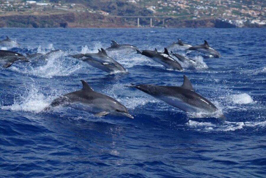 Madeira: Guaranteed Whales or Dolphins Watching Tour - Who should book this (and who should skip it)