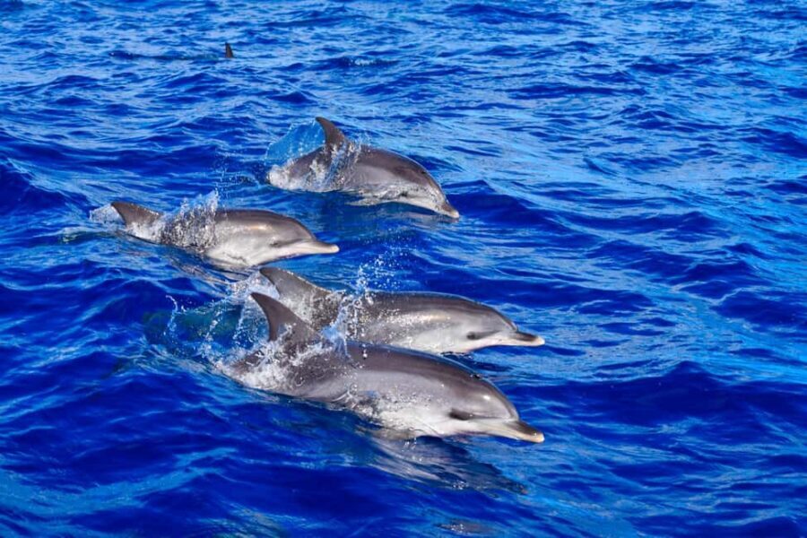 Madeira: Guaranteed Whales or Dolphins Watching Tour - Madeira’s cetaceans: why this coast is the main event