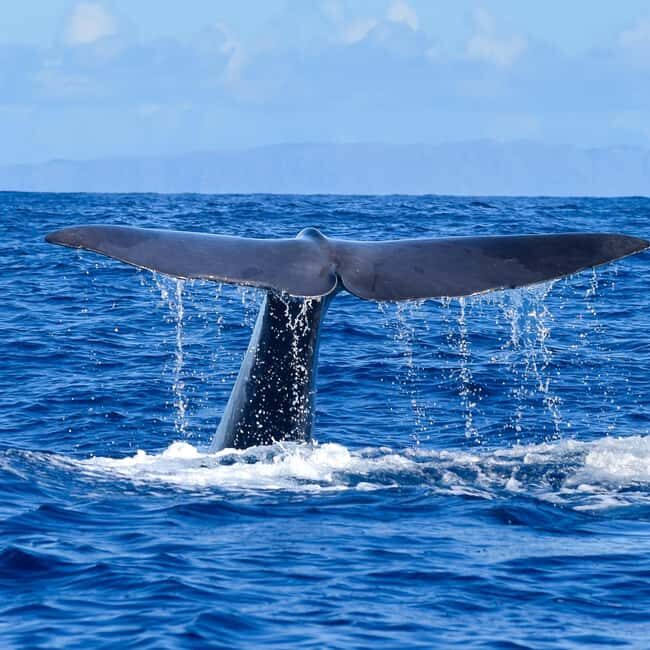 Madeira: Guaranteed Whales or Dolphins Watching Tour - Stop 1: Blue Safari Madeira and the moment you feel the boat is built for this