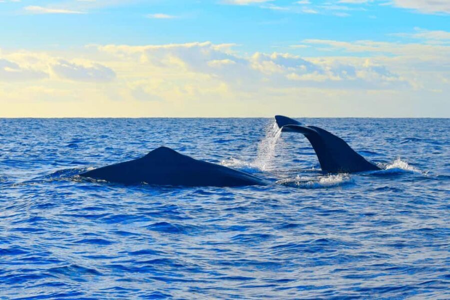 Madeira: Guaranteed Whales or Dolphins Watching Tour - Out at sea from Funchal: how the 2 hours plays in real time