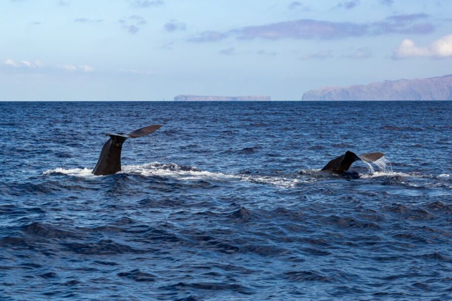 Madeira: Guaranteed Whales or Dolphins Watching Tour - Land spotters and expert crew: why sightings feel more likely