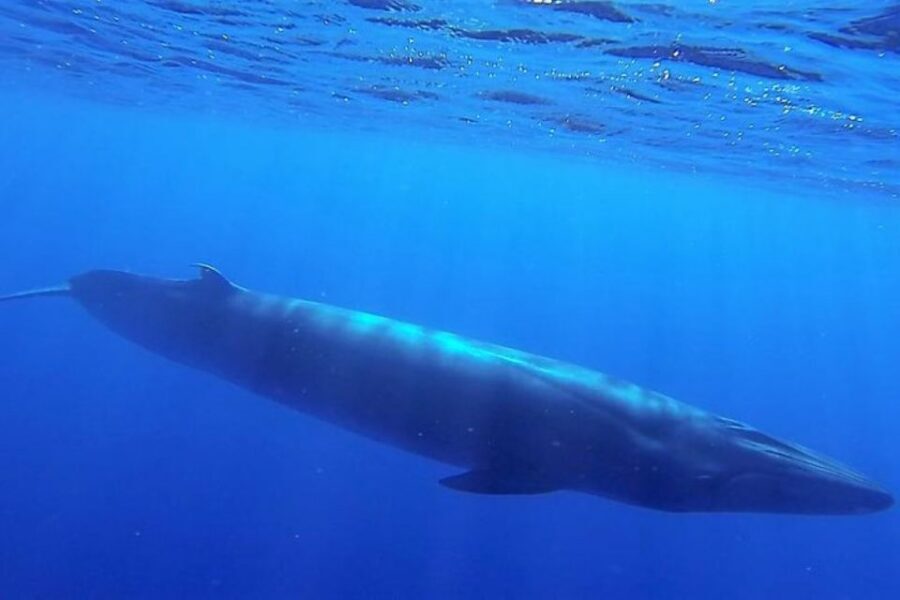 Madeira: Guaranteed Whales or Dolphins Watching Tour - What you might see: dolphins, whales, turtles, and surprise extras